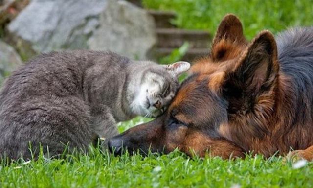 Фотографії котів і собак, від яких на душі стає тепліше