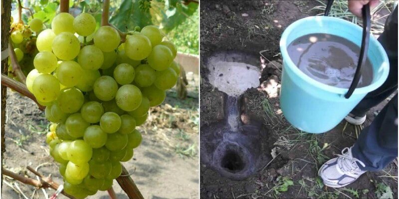 Чим підживити виноград