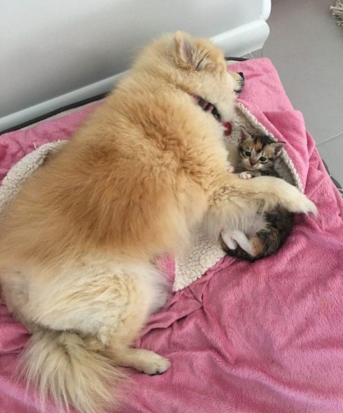 Два нерозлучника: котик і песик. Ходять один за одним хвостом