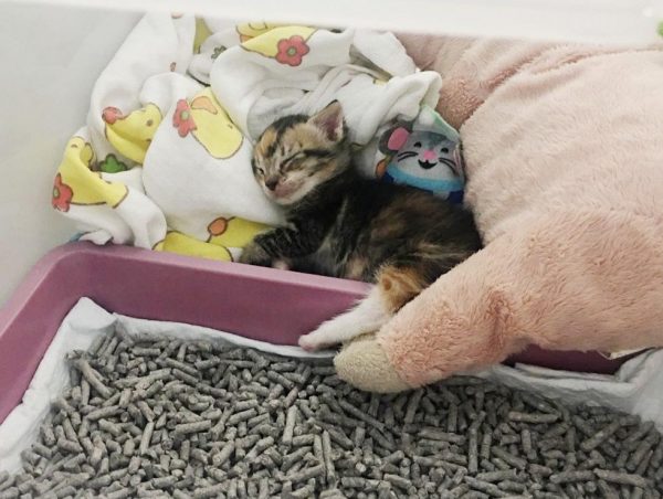 Два нерозлучника: котик і песик. Ходять один за одним хвостом