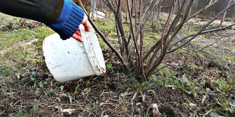 Догляд за смородиною і аґрусом восени