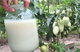 Дріжджове підживлення для томатів