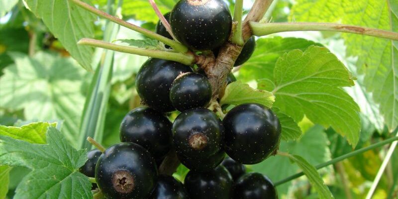 Підживлення смородини картопляними очистками