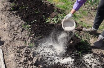 Як відновити ґрунт після картоплі