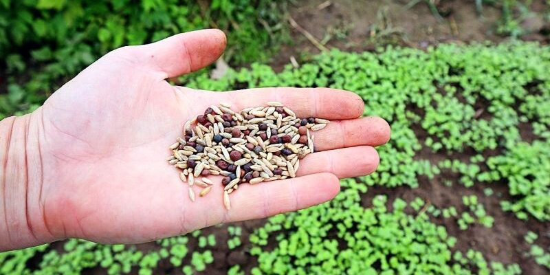 Які сидерати посіяти у вересні